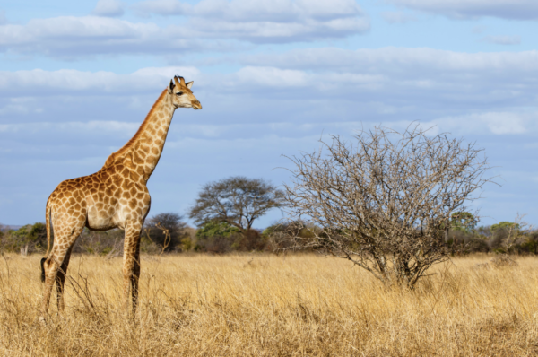 Greater Kruger Wildlife